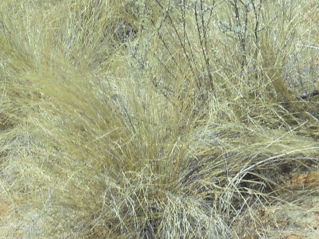 Image CIMG7954.JPG