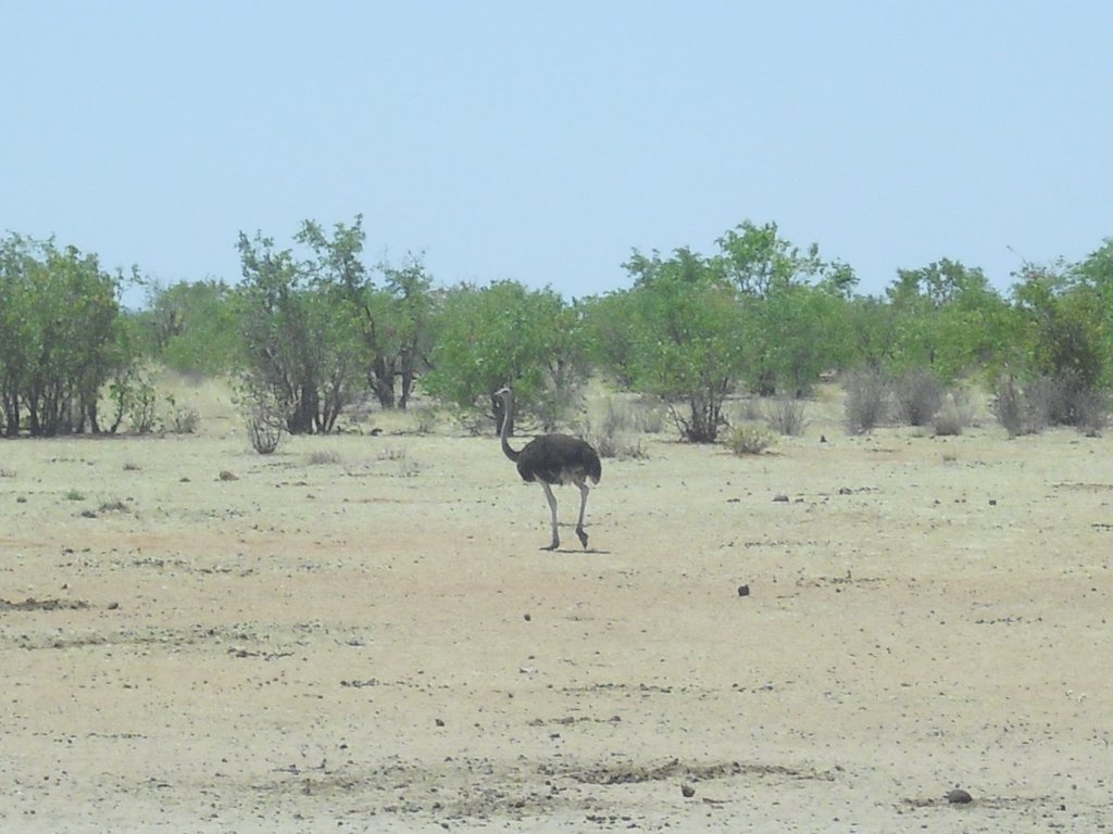 Image CIMG7955.JPG