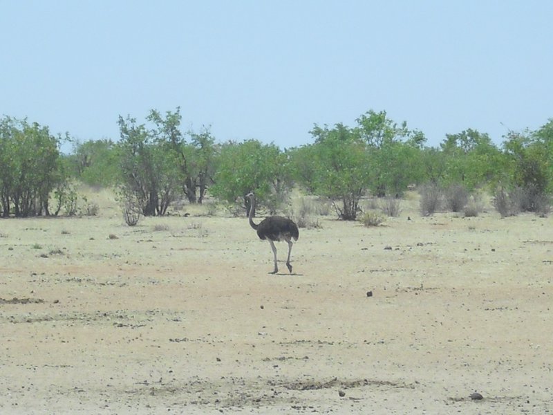 Image CIMG7955.JPG