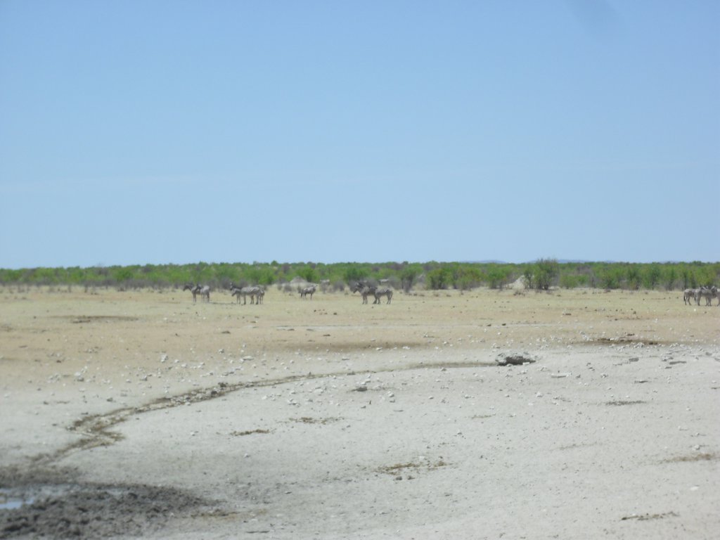 Image CIMG7957.JPG