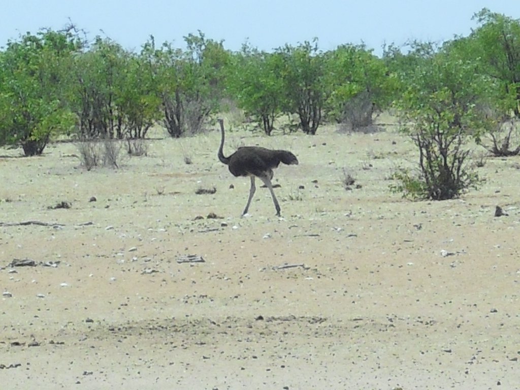 Image CIMG7959.JPG