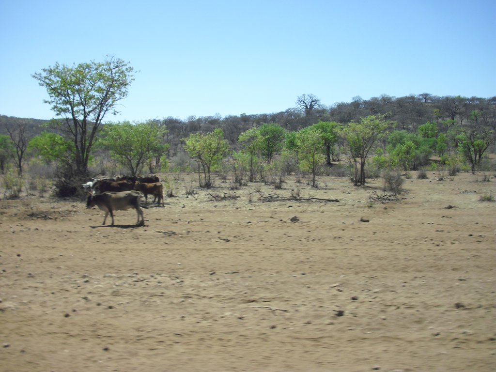 Image CIMG8115.JPG