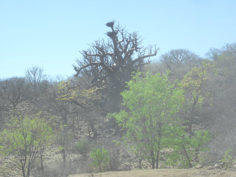 Image CIMG8117.JPG