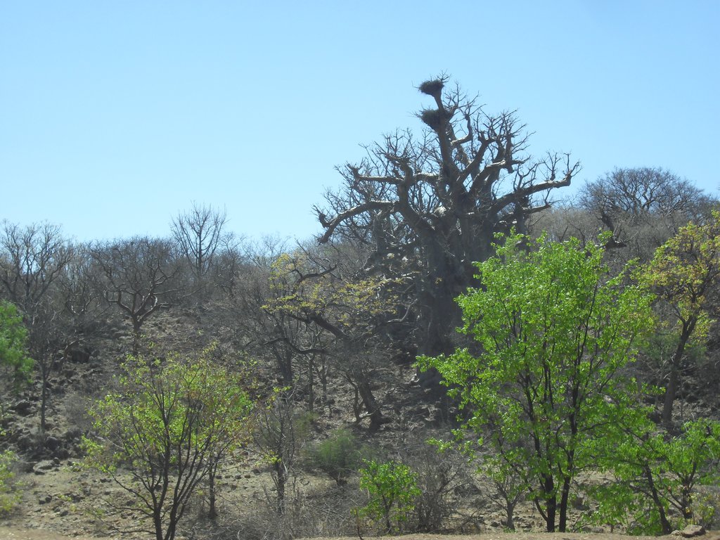Image CIMG8118.JPG