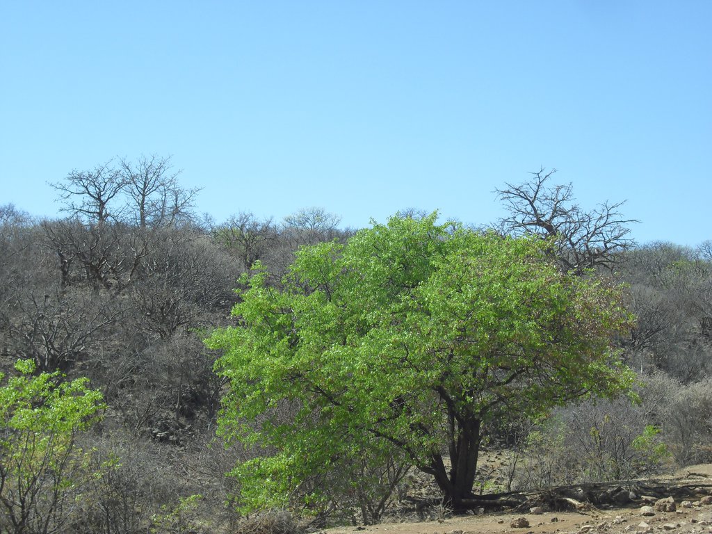 Image CIMG8119.JPG