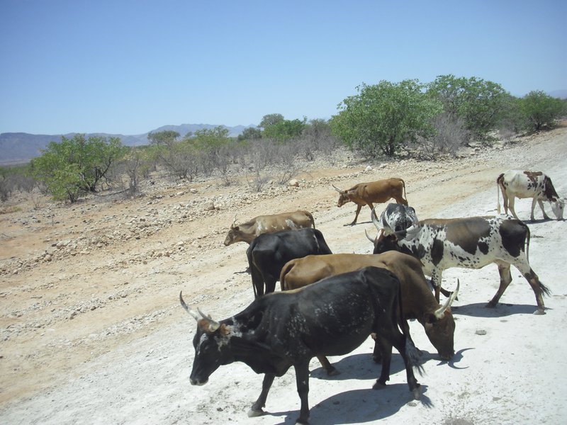 Image CIMG8133.JPG