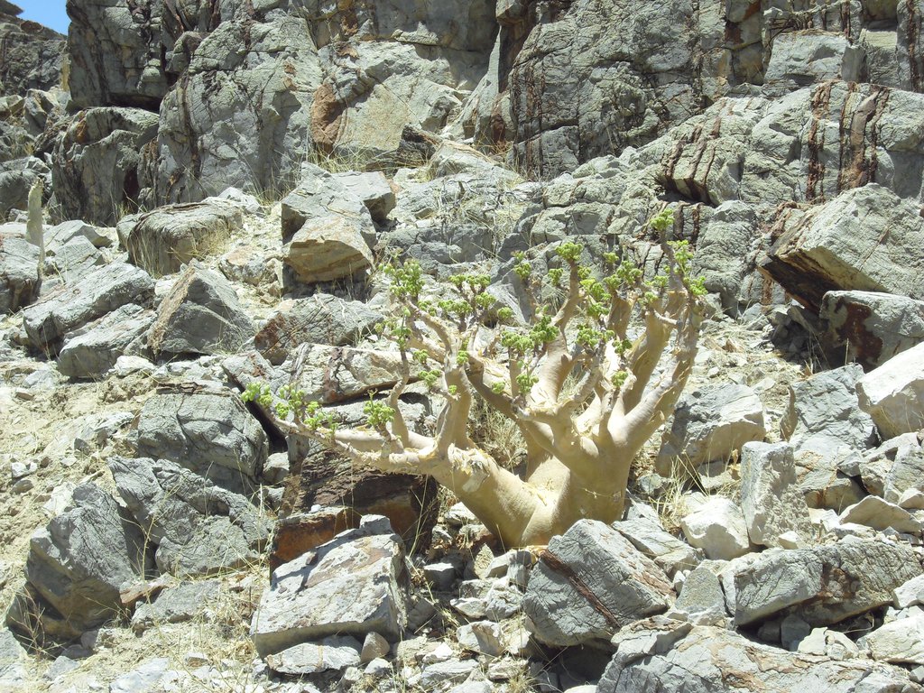 Image CIMG8144.JPG