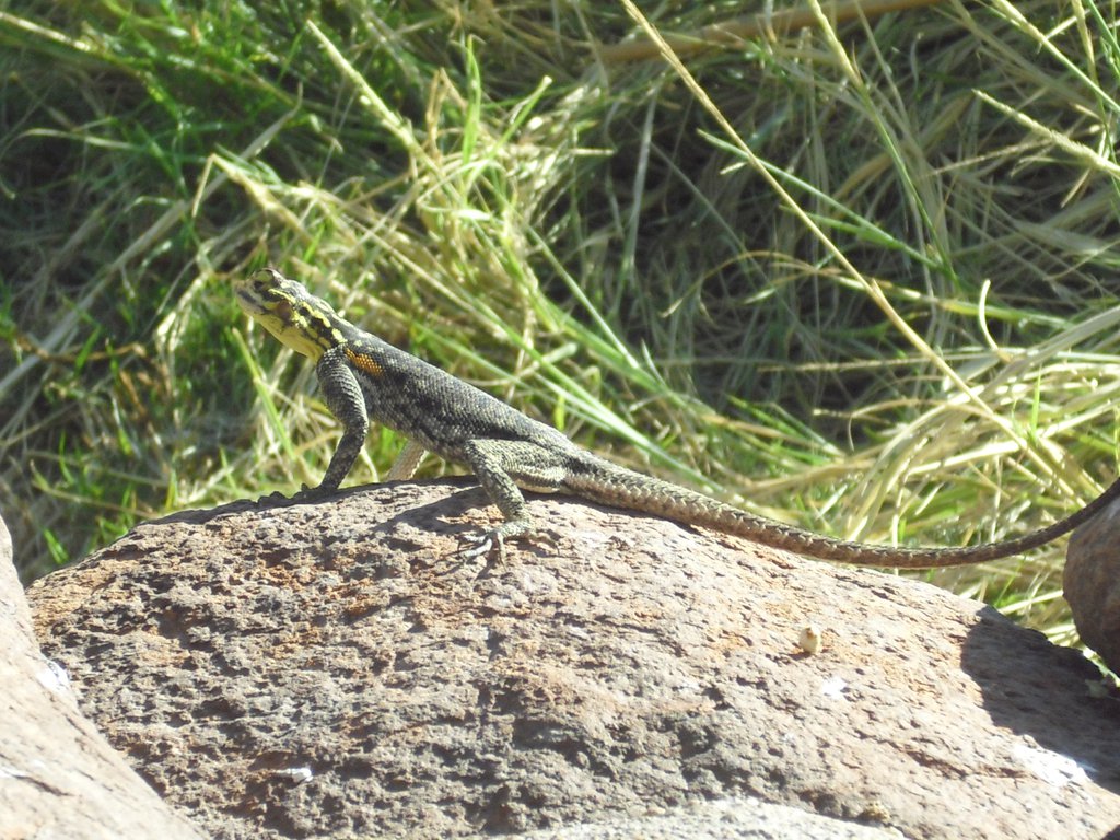 Image CIMG8211.JPG