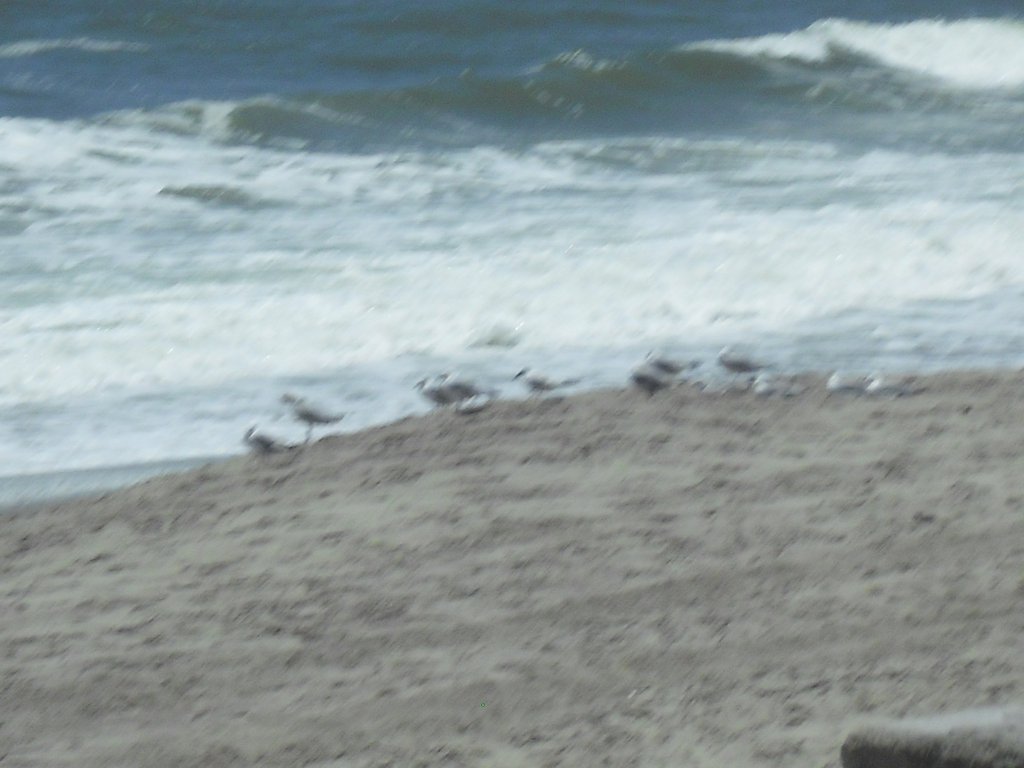 Image CIMG8322.JPG