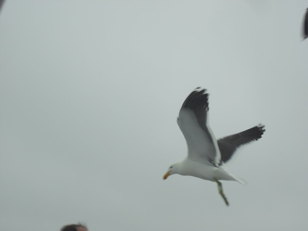 Image CIMG8428.JPG