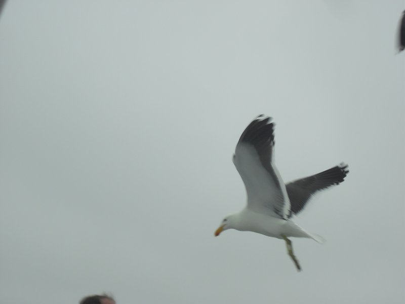 Image CIMG8428.JPG