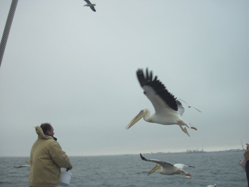 Image CIMG8439.JPG