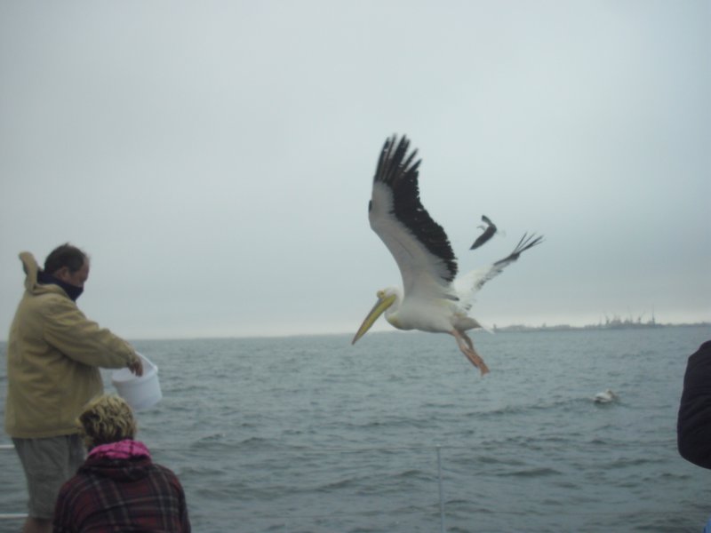 Image CIMG8452.JPG