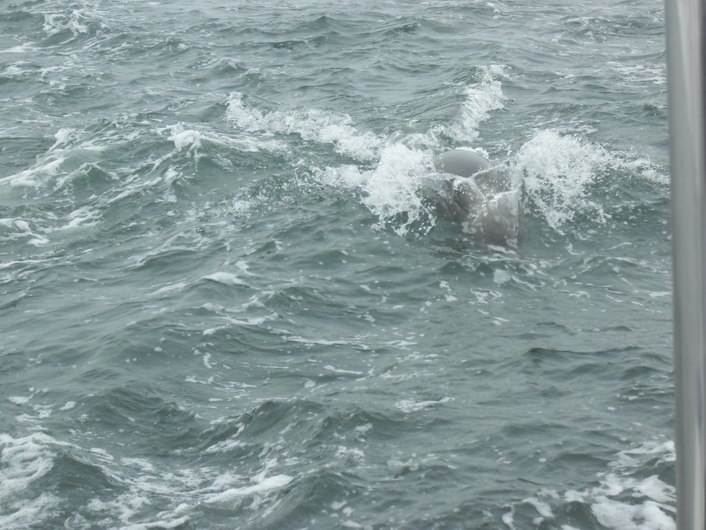 Image CIMG8468.JPG