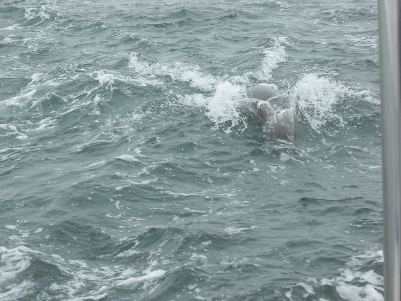 Image CIMG8468.JPG