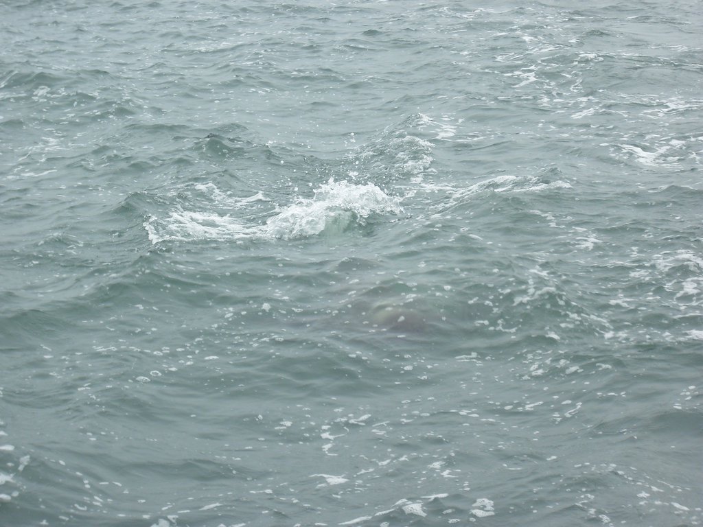 Image CIMG8476.JPG