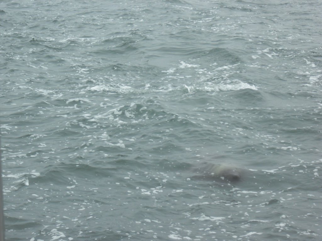Image CIMG8477.JPG