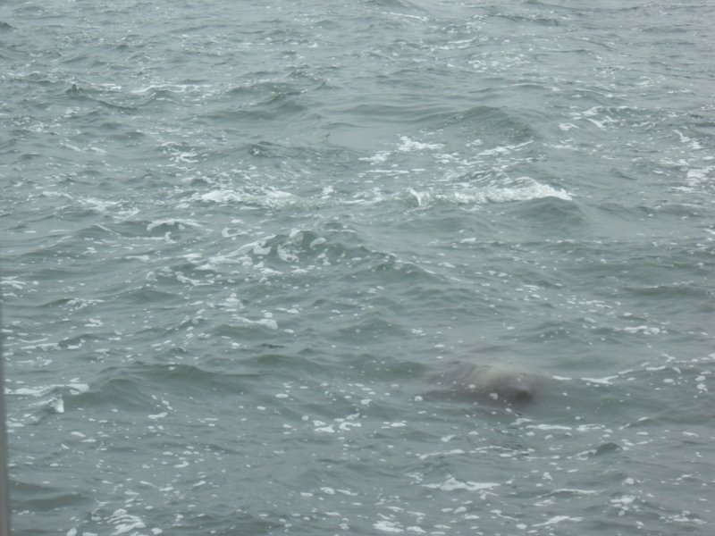 Image CIMG8477.JPG