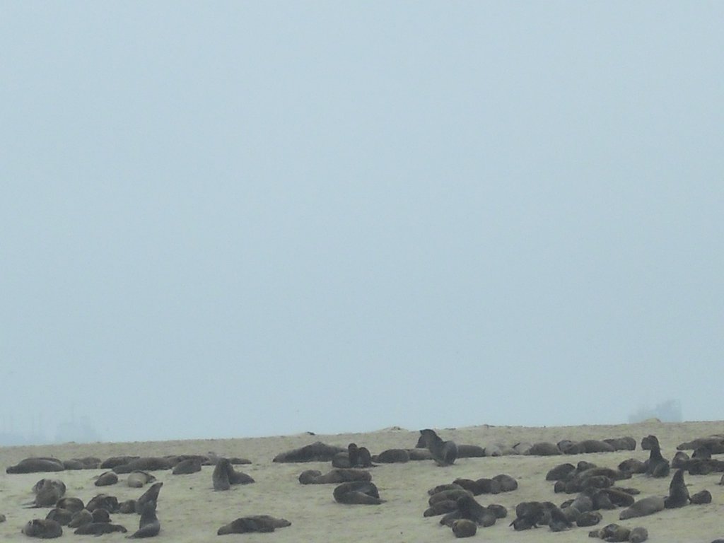 Image CIMG8491.JPG