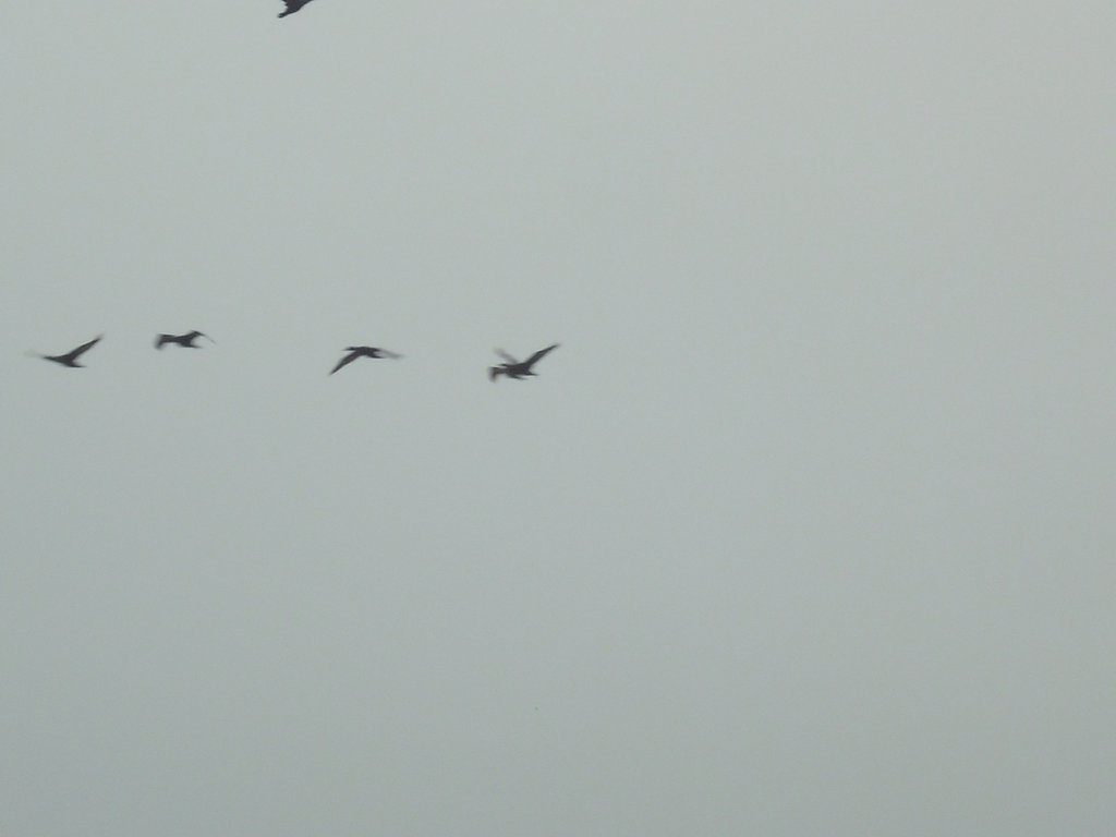 Image CIMG8505.JPG