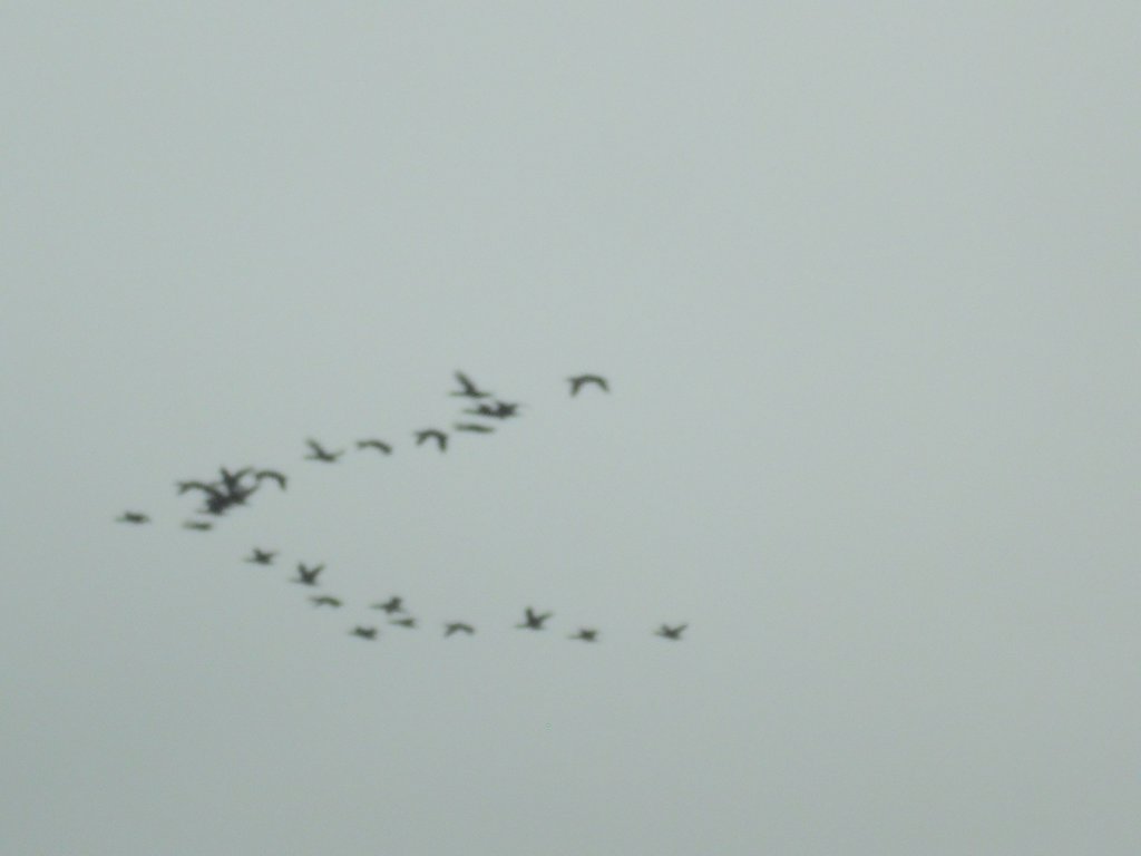Image CIMG8506.JPG