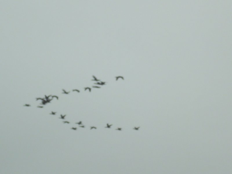 Image CIMG8506.JPG