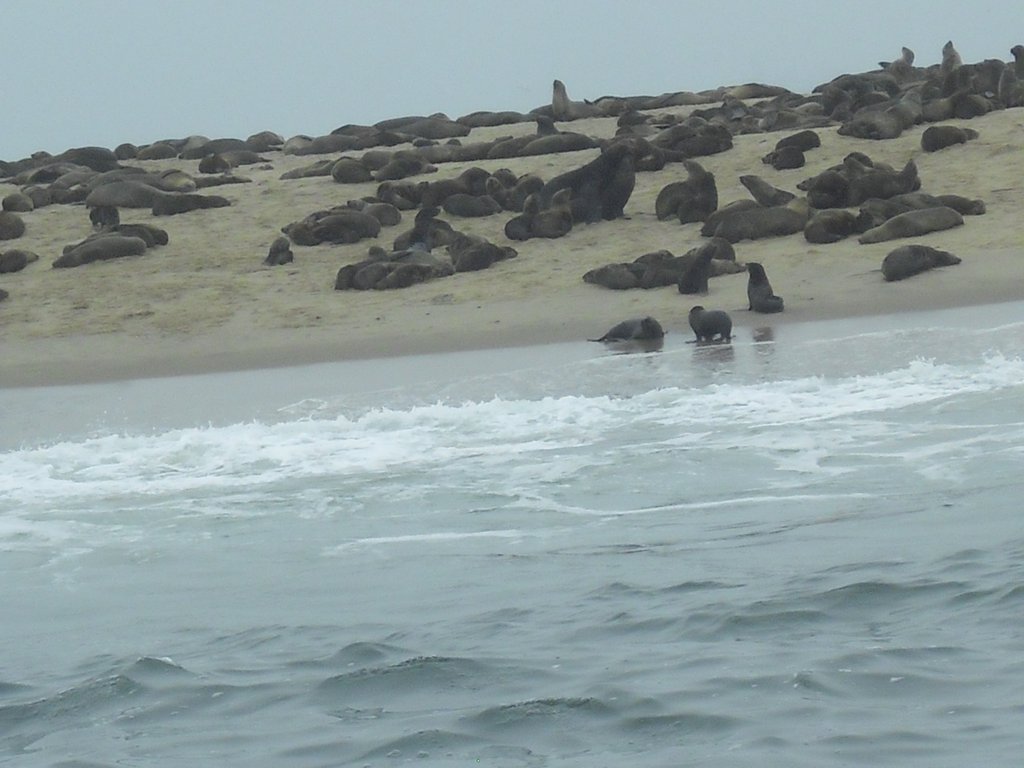 Image CIMG8507.JPG