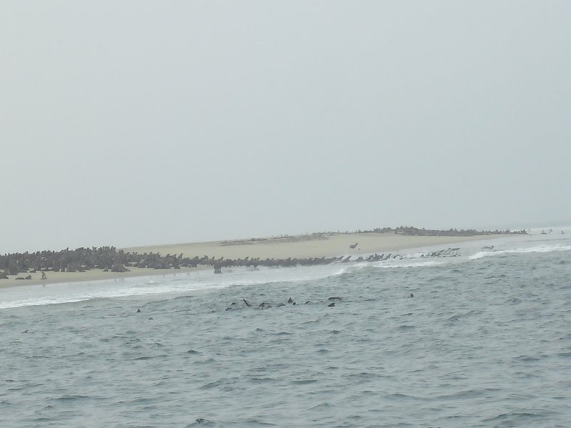Image CIMG8510.JPG