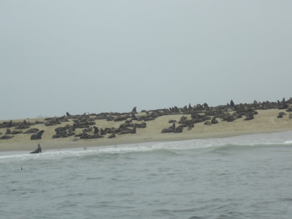 Image CIMG8515.JPG