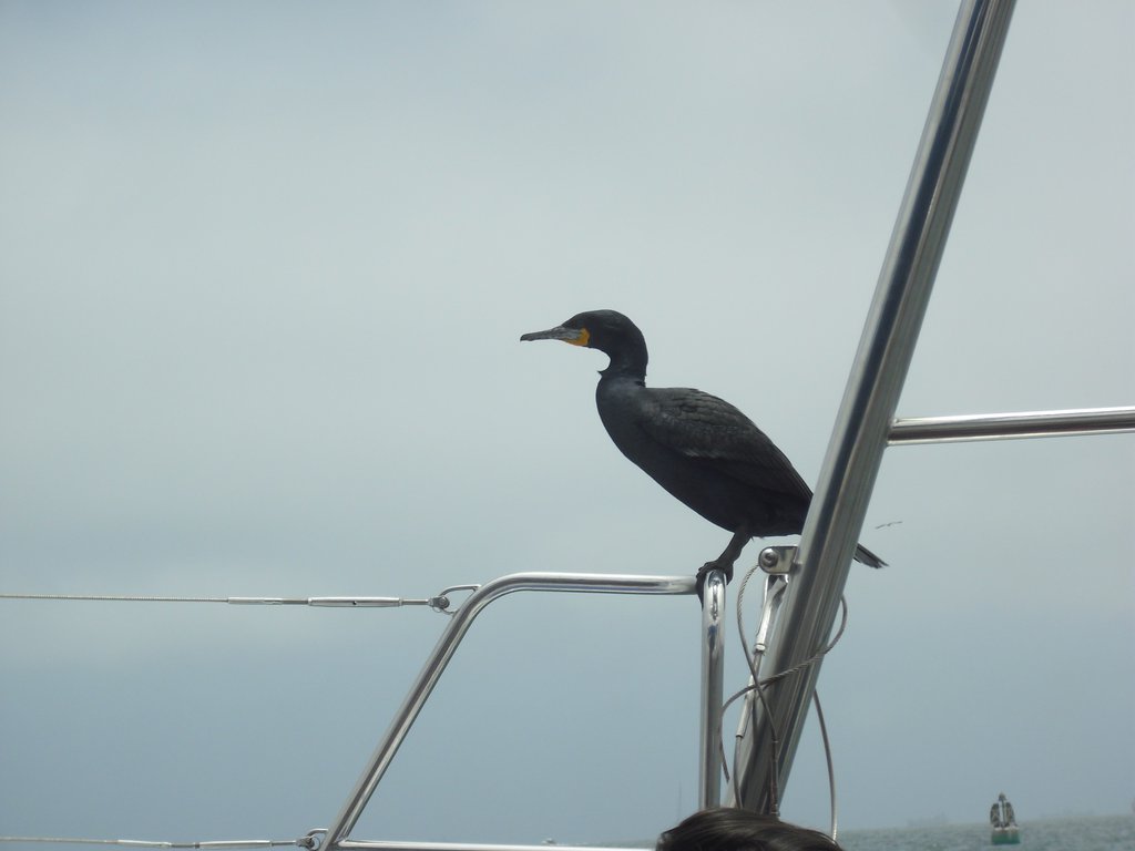 Image CIMG8518.JPG