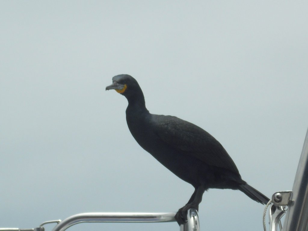 Image CIMG8519.JPG