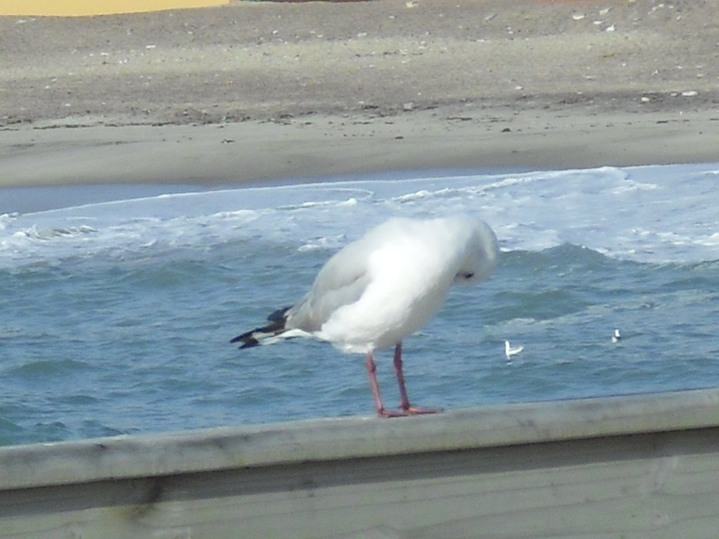 Image CIMG8554.JPG