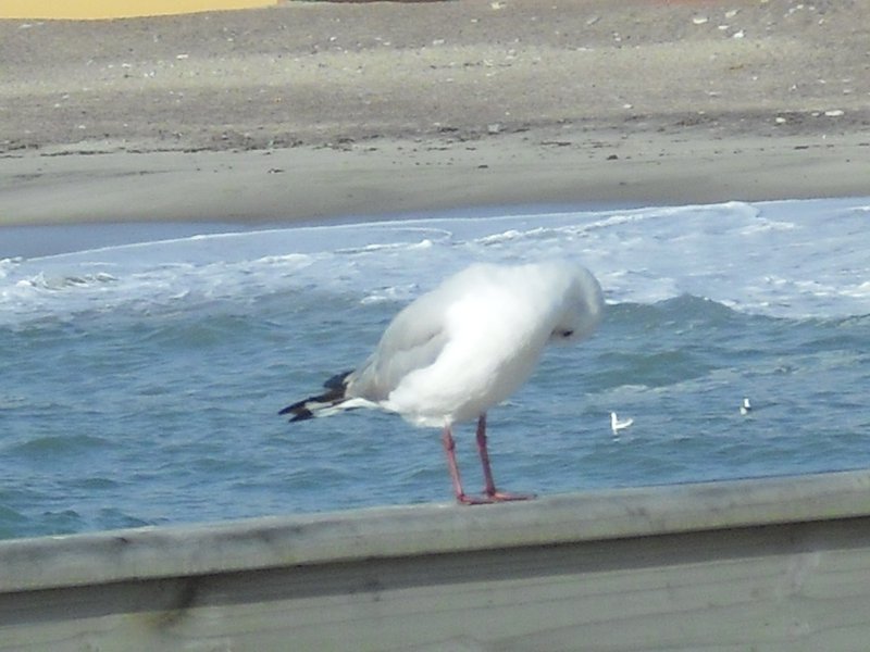 Image CIMG8554.JPG