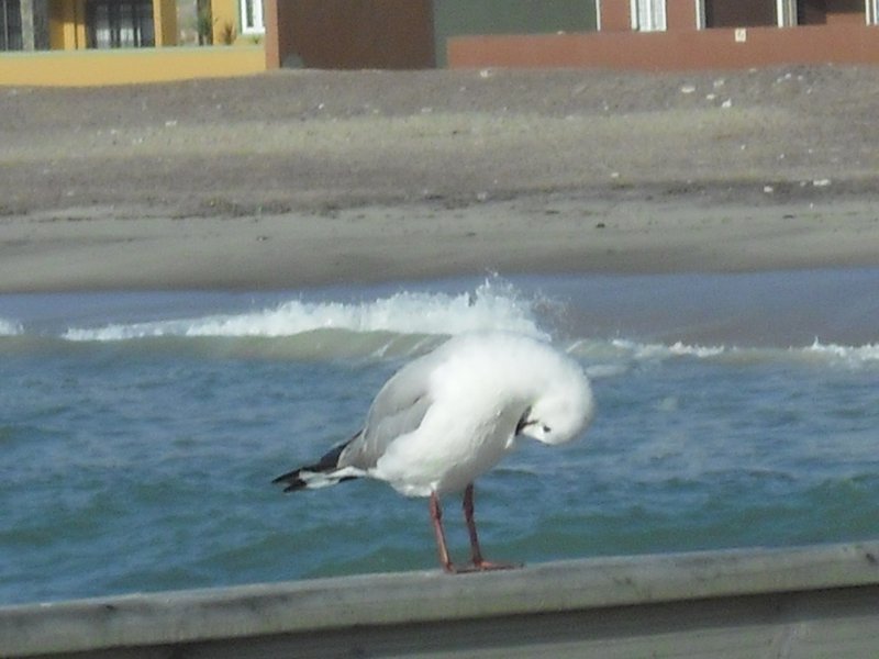 Image CIMG8555.JPG
