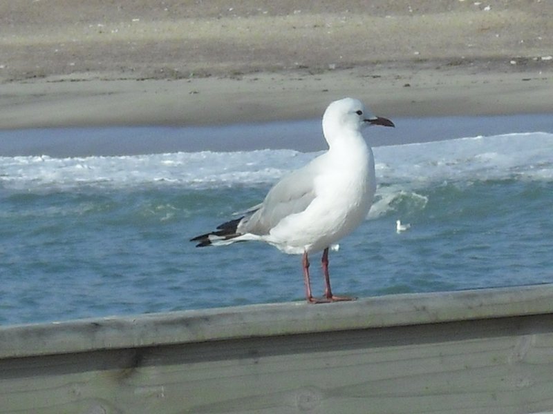 Image CIMG8556.JPG
