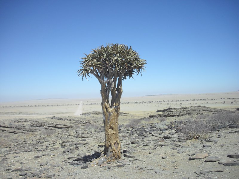 Image CIMG8572.JPG