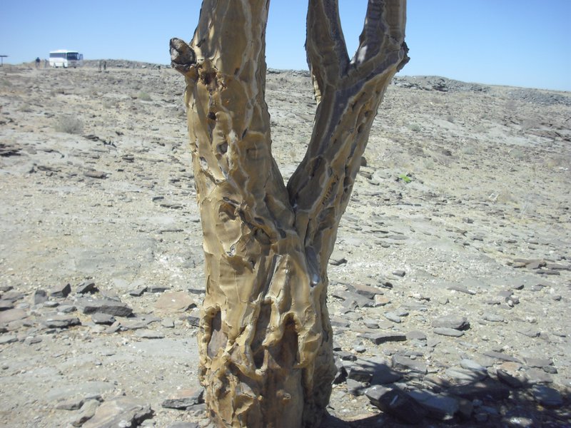 Image CIMG8574.JPG
