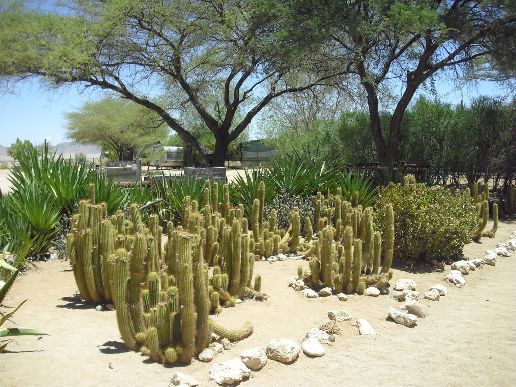 Image CIMG8618.JPG