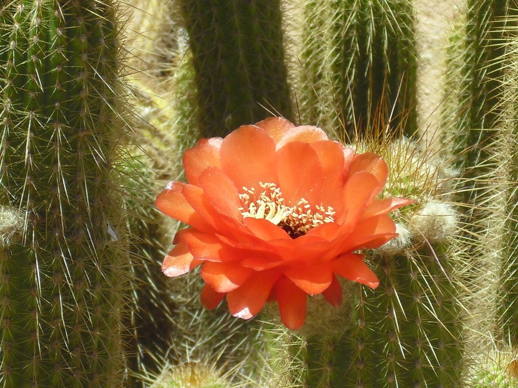 Image CIMG8619.JPG