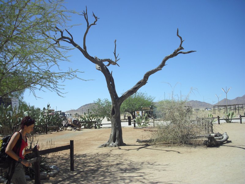 Image CIMG8629.JPG