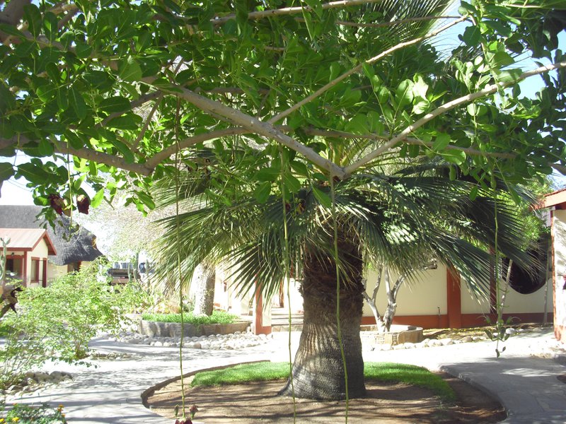 Image CIMG8669.JPG