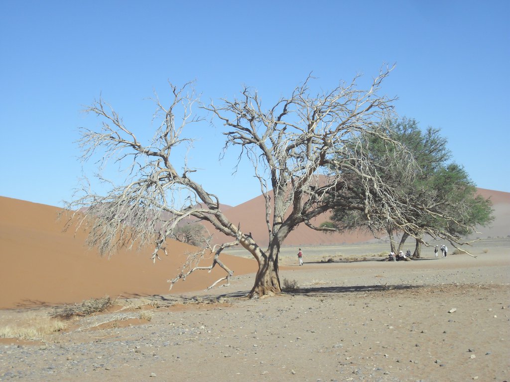 Image CIMG8827.JPG
