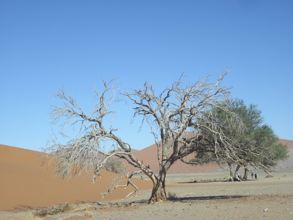 Image CIMG8828.JPG