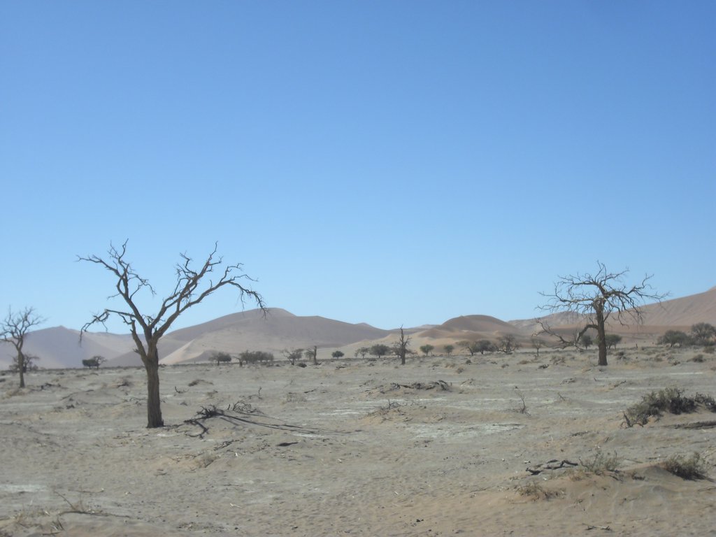 Image CIMG8838.JPG