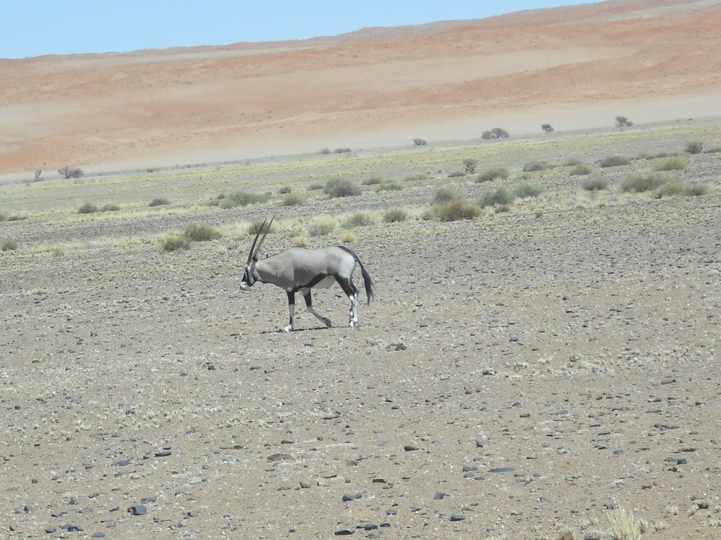 Image CIMG8855.JPG