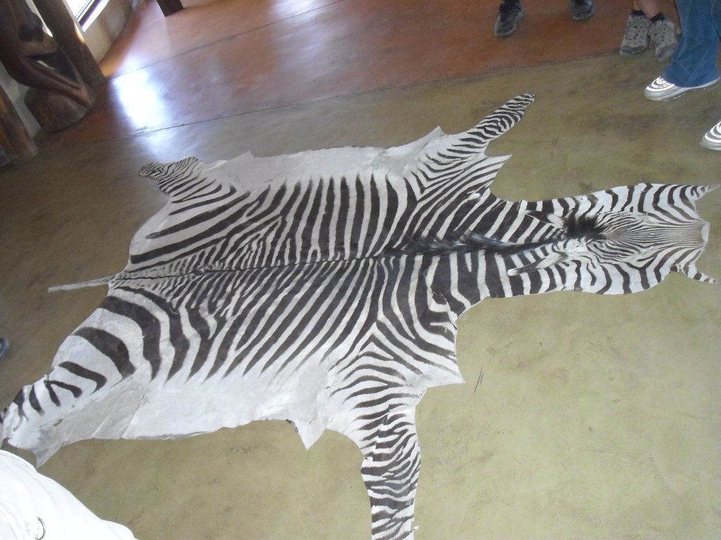 Image CIMG8875.JPG