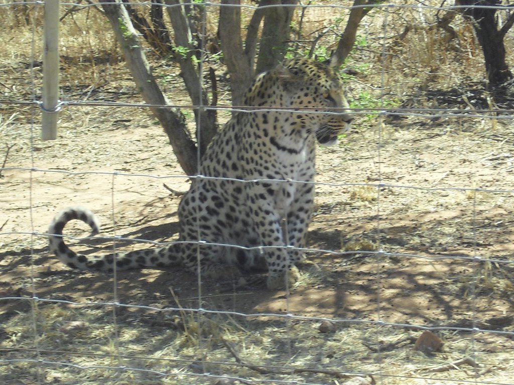 Image CIMG8958.JPG
