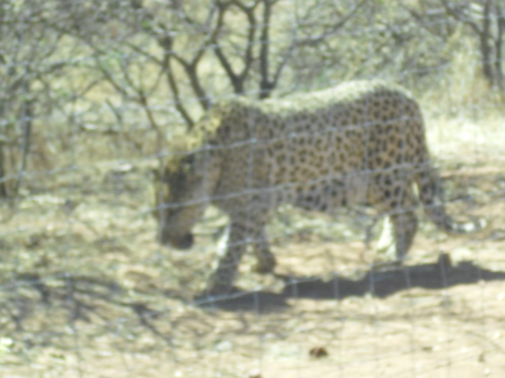 Image CIMG8966.JPG