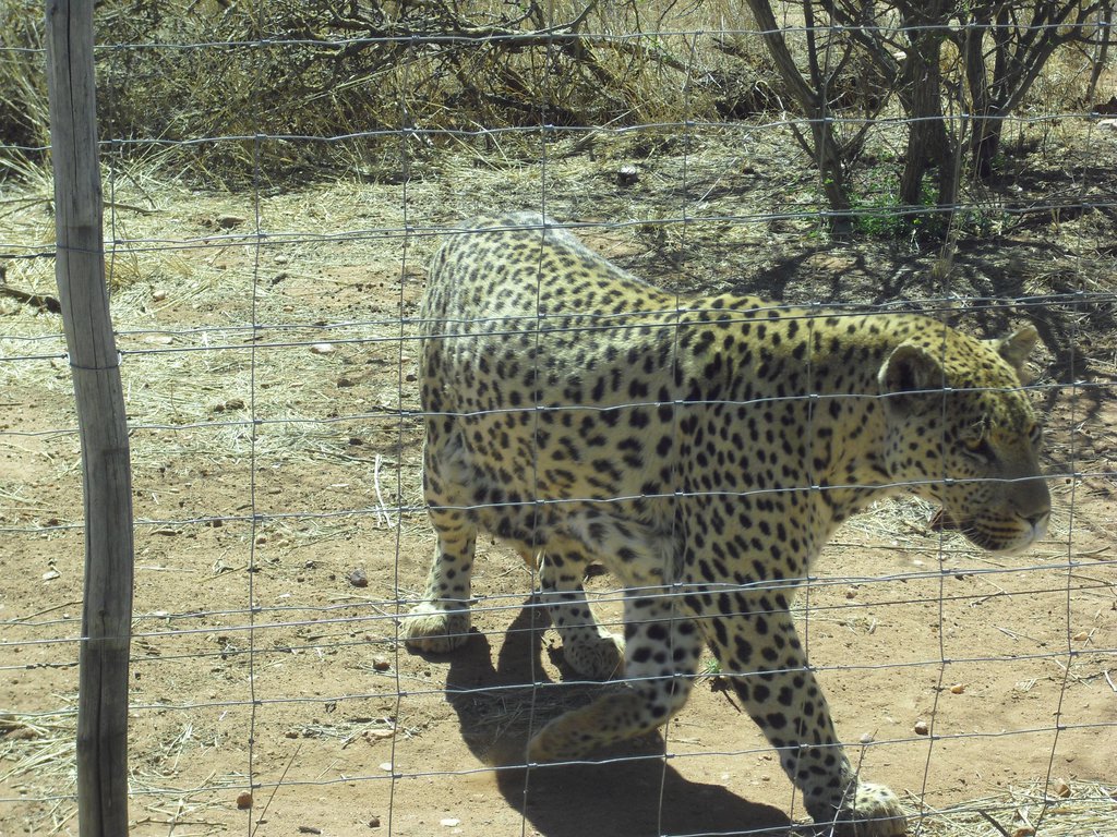 Image CIMG8973.JPG