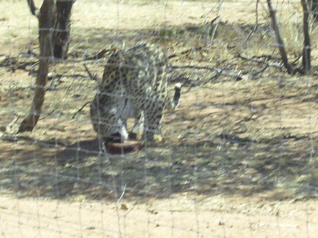 Image CIMG8975.JPG